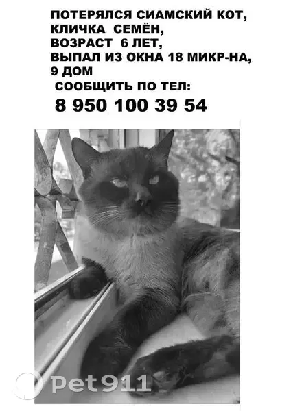 Пропала кошка, 9, Ангарск, Ангарск — сиамская, чёрно-белая, 6 лет, выпала с балкона 3 этажа - photo
