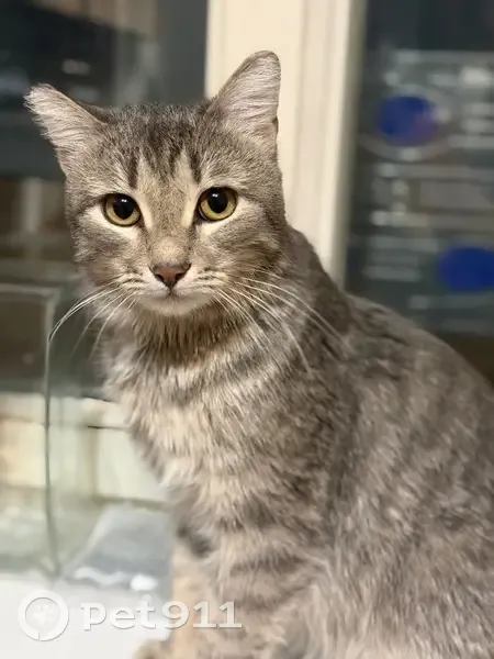 Пропала кошка, Базайская улица, Красноярск — котик не пугливый - photo