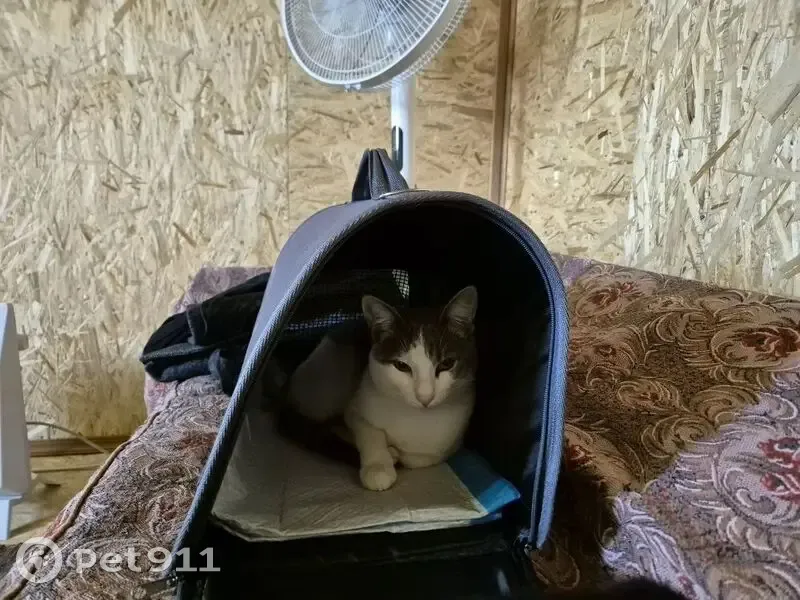 Пропала кошка, Ивановское, Ярославская область — домашний кот 7 месяцев, кастрирован - photo