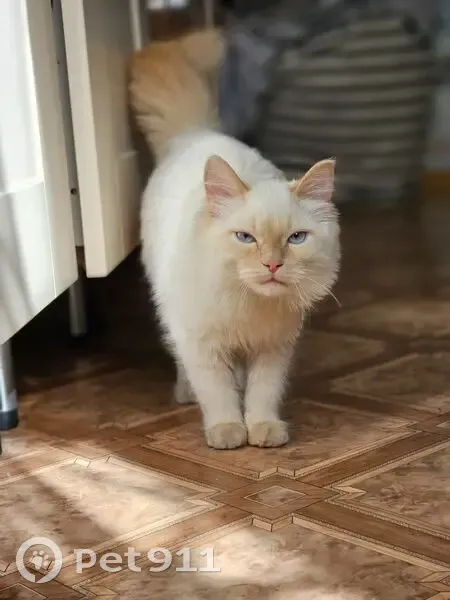 Пропала кошка, улица Чкалова, 14, Томск — 5 месяцев, немного пугливая, кастрирована - photo