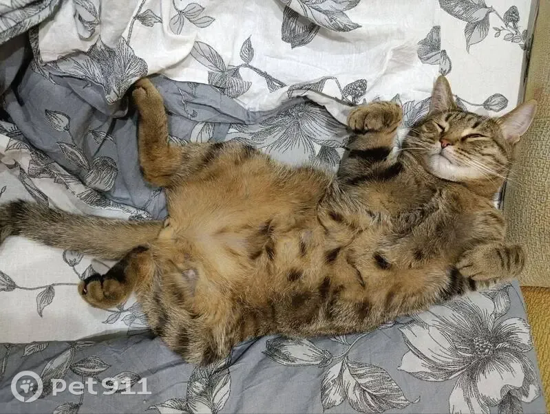 Пропала кошка, Калийная улица, 159, Соликамск — коричневый полосатый, живот светлее - photo