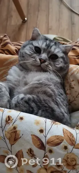 Пропала кошка, улица 8-го Марта, 6, Калининград — кот по кличке Леопольд - photo