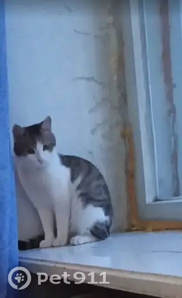 Пропала кошка, улица Ухтомского, 27, Красноуфимск — одна чёрная лапа - photo