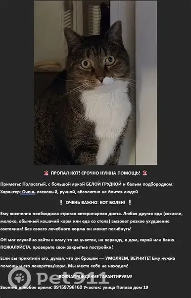 Пропала кошка, улица Попова, 19, Рыбинск — кастрированный кот, 8 лет - photo