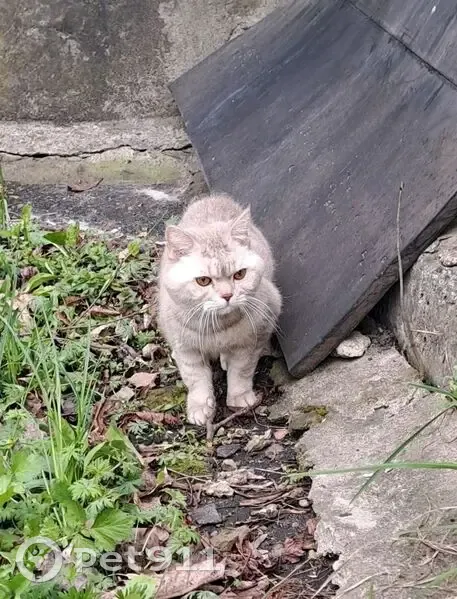 Пропала кошка, Парковая улица, 12, Железногорск — британская короткошёрстная, домашняя, 12 лет - photo