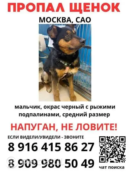 Пропала собака, Бескудниковский бульвар, 12, Москва — щенок, кобель, в красной шлейке - photo