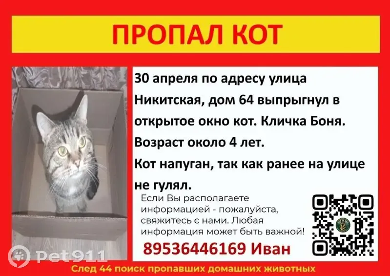 Пропала кошка, Никитская улица, 64, Кострома - photo