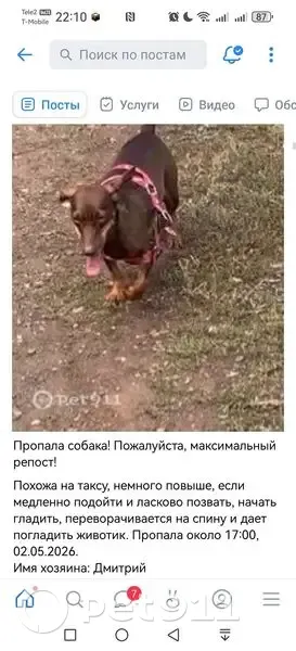 Пропала собака, Карагандинская улица, 84, Оренбург — коричневая смешанная такса Стелла - photo