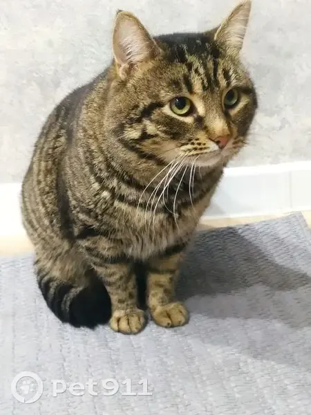 Пропала кошка, Цветочная улица, 3, Кропоткин — взрослый кот, серо-черный полосатый - photo