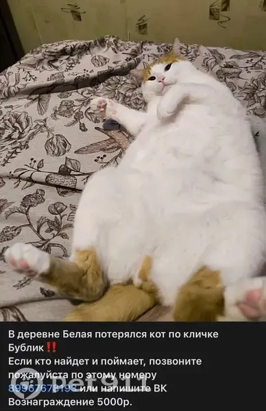Пропала кошка, 41К-558, Пчёвжинское сельское поселение, Пчёвжинское — бело-рыжий окрас, кастрирован - photo