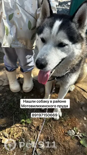 Найдена собака, Крайпрудская улица, Пермь - photo