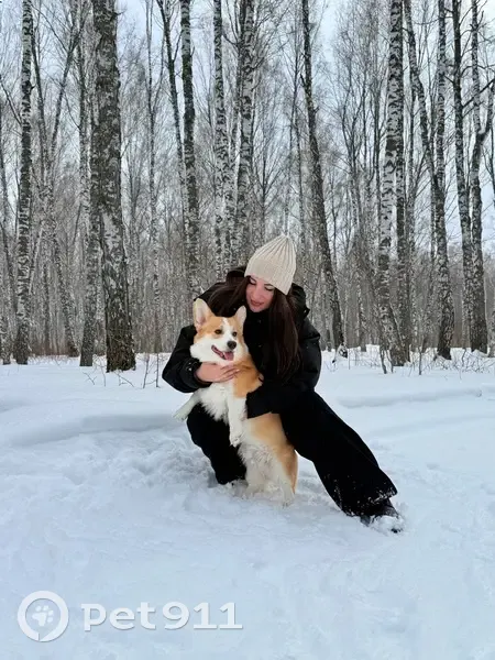 Пропала собака, Монастырская улица, 12Б, Пермь — корги, 1,5 года, коричневый ошейник - photo