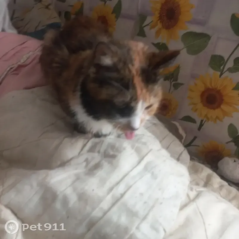 Пропала кошка, Советский переулок, Кунья — трёхцветная, высунут язык - photo