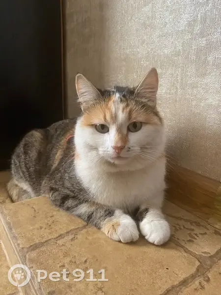 Пропала кошка, Чусовая улица, 5, Старокучергановка — трёхцветная, с красным ошейником - photo