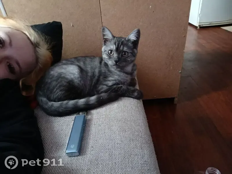 Пропала кошка, улица Александра Невского, 38, Уфа - игривая и с ошейником - photo