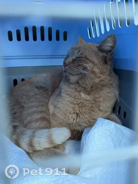 Найдена кошка, улица Лодыгина, Саранск — рыжий кот - photo