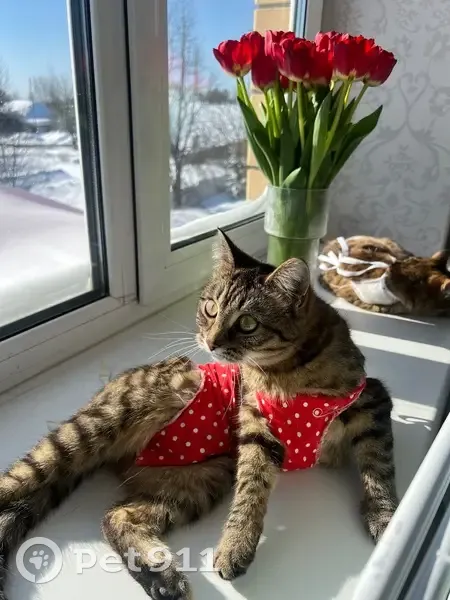 Пропала кошка, Советский переулок, 2В, Залесная — очень пугливая, не ручная - photo