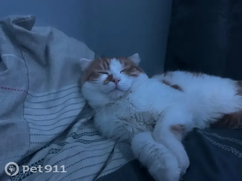 Пропала кошка, Совхозный переулок, 13, Пласт — бело-рыжая, маленькие ушки - photo