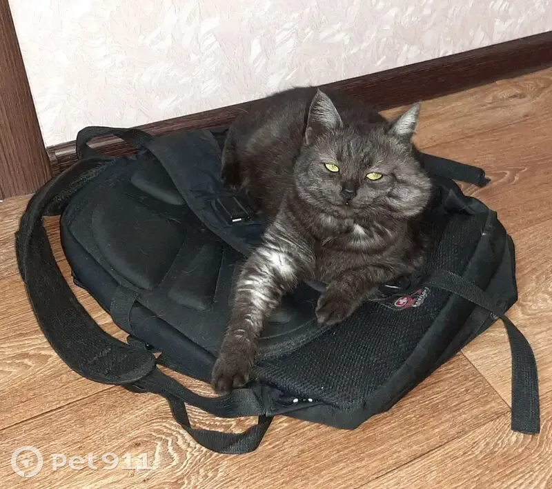 Пропала кошка, улица Молчанова, Барыш — чёрная, шишка на левой стороне мордочки - photo