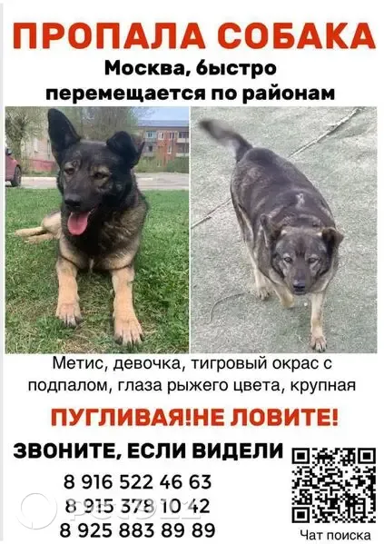 Пропала собака, улица Железнодорожная, Раменское — метис, красный ошейник - photo