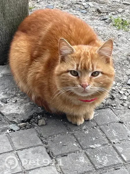 Пропала кошка, Петровская площадь, 9, Азов — рыжий окрас, розовый ошейник, 3 года - photo