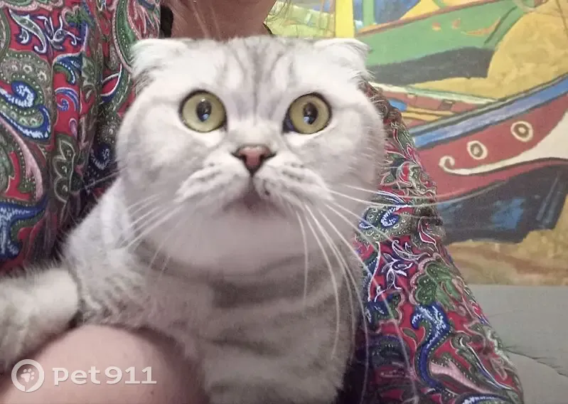 Найдена кошка, улица Маяковского, Кострома — голубая, вислоухая, нашлась третьего вечером в подъезде - photo