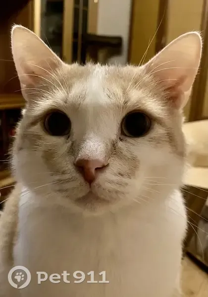 Пропала кошка, Лесная улица, 21, Королёв — крупный домашний кот, рыжая спинка, белые брюшко и лапки - photo