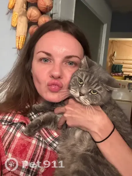 Пропала кошка, Киргизская улица, Ростов-на-Дону — взрослая британская кошечка Мисси - photo
