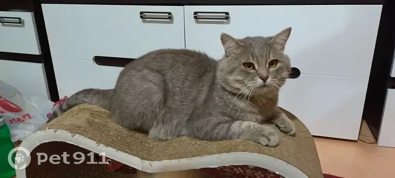 Пропала кошка, улица Маяковского, 58, Михайловск — упитанная, 7 кг, серый полосатый окрас - photo