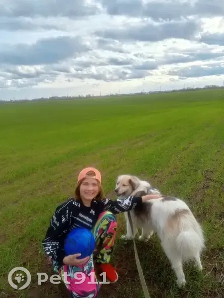 Пропала собака, Дачная улица, 16, Культура — большой волосатый пёс - photo