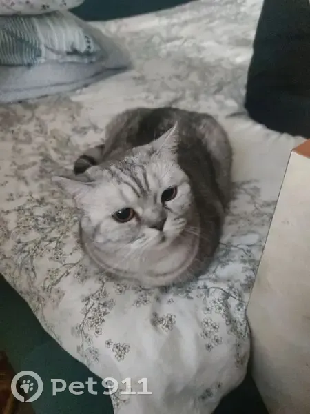 Пропала кошка, Летняя улица, 3, Низинское — оранжевые глаза, полосатый хвост, пятнистый живот - photo