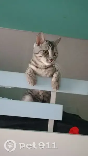 Пропала кошка, улица Энергостроителей, 10, Тюмень - photo