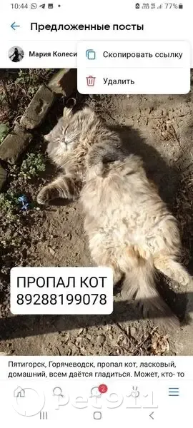 Пропала кошка, Набережная улица, 56, Горячеводский, Горячеводский — очень пушистая, серо-коричневая, похожа на манула - photo