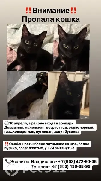 Пропала кошка, Революционная улица, Ростов-на-Дону - photo