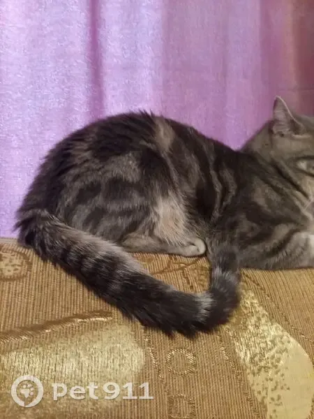 Пропала кошка, Промышленная улица, 6, Парабель — серый в полоску, на животе круг - photo