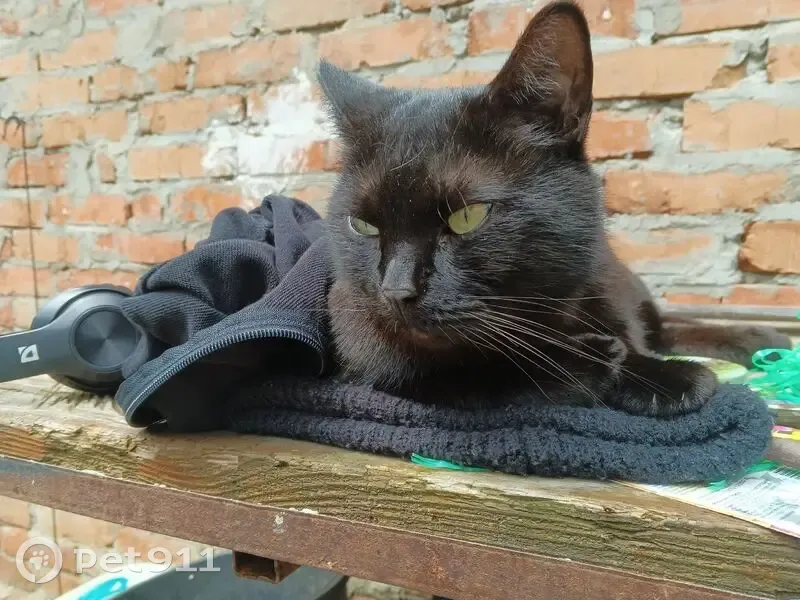 Пропала кошка, улица Чапаева, 11, Краснодар - photo