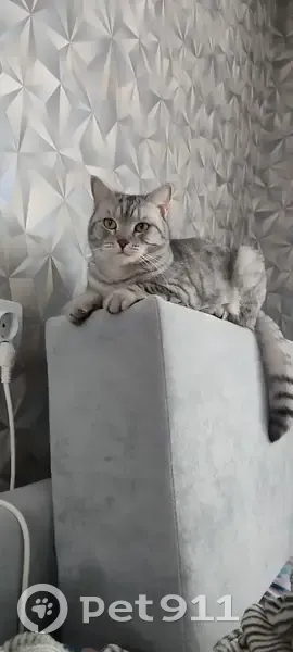 Пропала кошка, улица Степана Разина, 17, Кунгур — упитанная кошечка, гладкая шерсть - photo