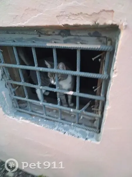 Пропала кошка, улица Победы, 3, Апатиты — серо-белая, с тёмным пятнышком на носу и лапке - photo