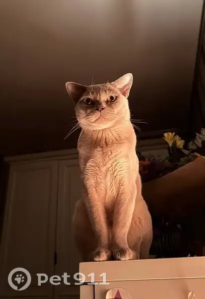 Пропала кошка, Староникольская улица, 3, Первомайское — кот породы бурма - photo