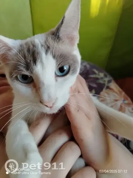 Пропала кошка, улица Антонова-Овсеенко, 23 к2, Санкт-Петербург — белая, голубые глаза, пугливая - photo
