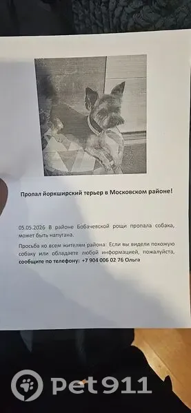 Пропала собака, улица Склизкова, 100, Тверь — постриженная, с ошейником - photo