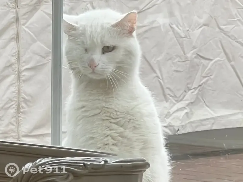 Пропала кошка, 1-я Чоботовская аллея, Москва — белая, хромает на заднюю правую лапу - photo