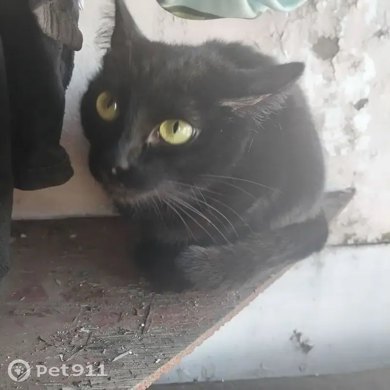 Пропала кошка, улица Цветаева, 2, городской округ Орёл, Орёл — чёрная кошка с зелёными глазами - photo
