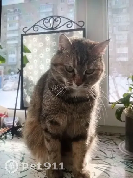 Пропала кошка, улица Макаровского, 29, Азов — умная, пугливая - photo