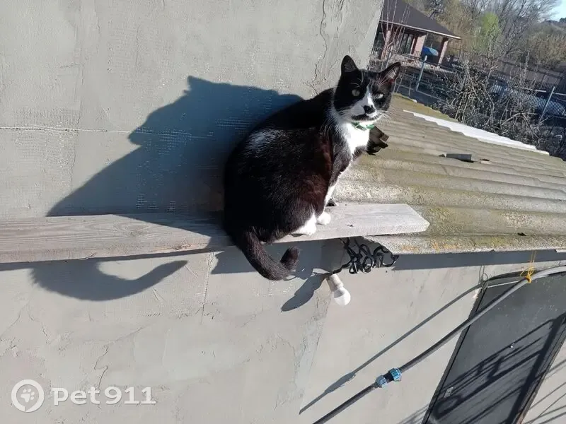 Пропала кошка, Новорядская улица, 34, Волгоград — чёрно-белая, толстая, кличка Феликс - photo