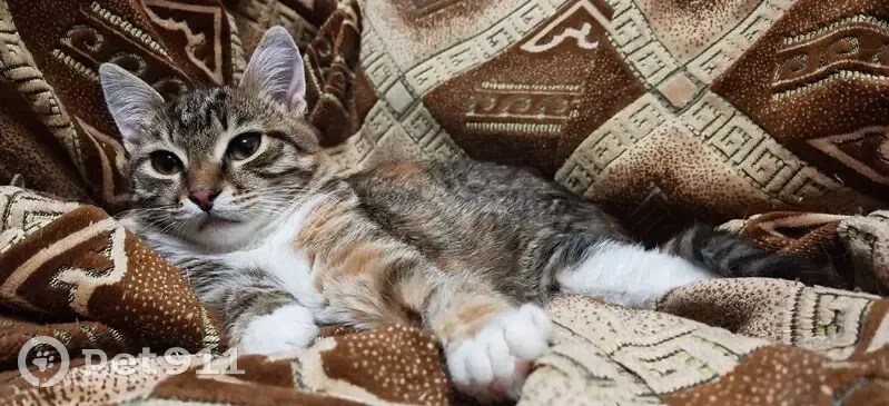 Пропала кошка, улица Костычева, 20, Пермь — грудка белая, откликается на имя - photo