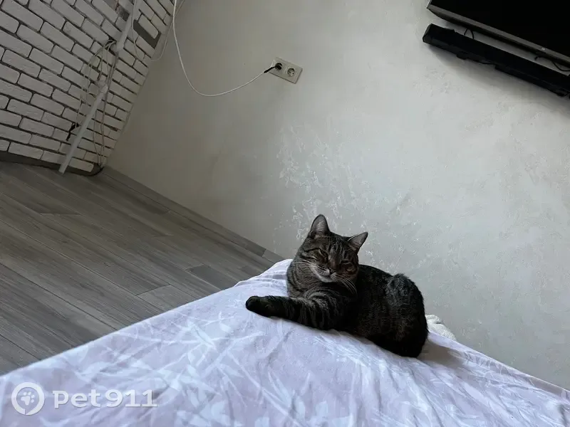 Пропала кошка, улица Ветеранов Войны, 7/2, Добрянка - photo