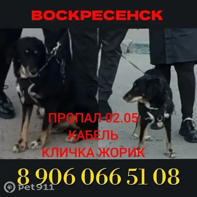 Пропала собака, Центральная улица, 34, Воскресенск — чёрная, с белой грудью, рыжие лапки - photo