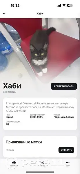 Пропала кошка, проспект Победы, Калининград — медальон с QR-кодом на шее, чёрная подушечка задней лапы - photo