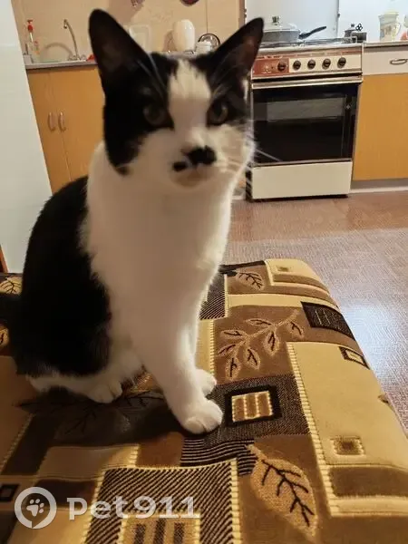 Пропала кошка, Кострома, Костромская область — Маша, 12 лет - photo